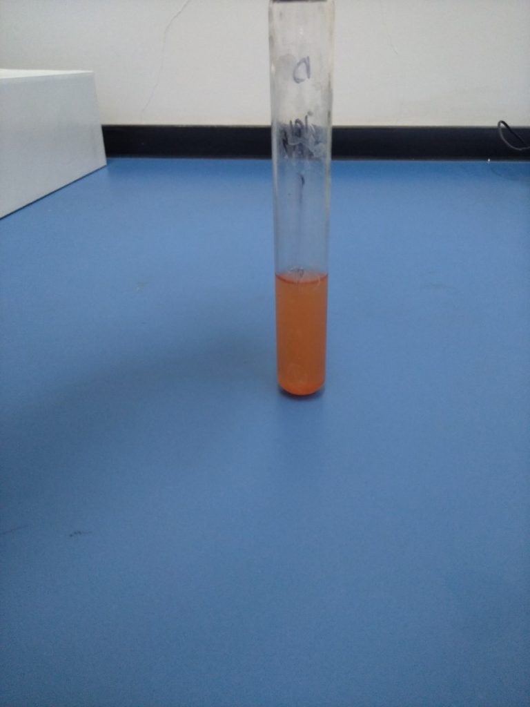 Selenite Cystine Broth after Incubation