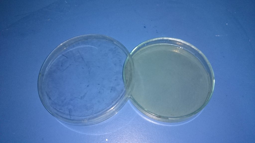 Tryptic Soy Agar Plates